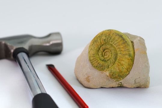 化石と発掘道具
