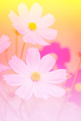 flower background.