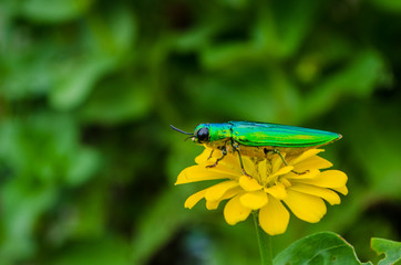 Insects on flowers