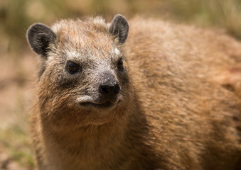 Obraz premium Close up of a hyrax in Serengeti national park, Tanzania 