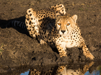 Cheetah laying down at water’s edge, Tanzania
