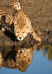 Cheetah crouching at water’s edge with reflection, Tanzania
