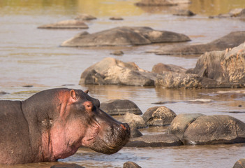 Portrait of a hippo in the Mara River, Tanzania
