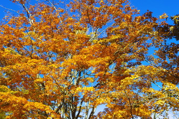  Showa memorial park 3