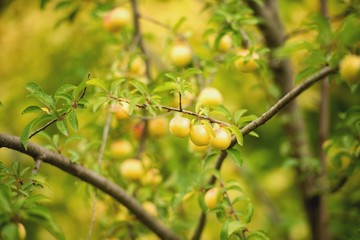 Алыча в саду