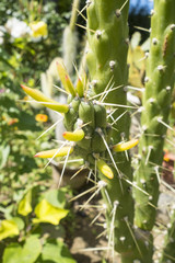 large cactus