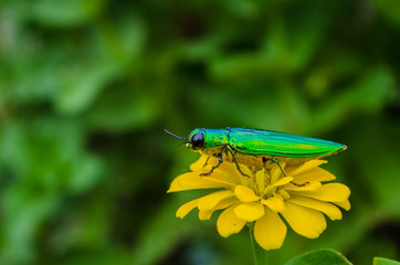 Insects on flowers