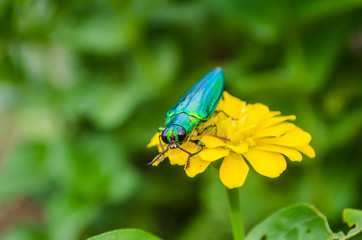 Insects on flowers