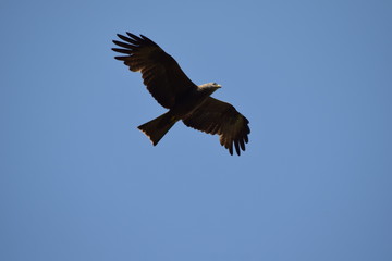 Mäusebussard