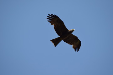 Mäusebussard