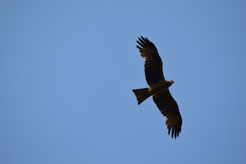 Mäusebussard