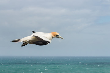 close up of gannet in flight