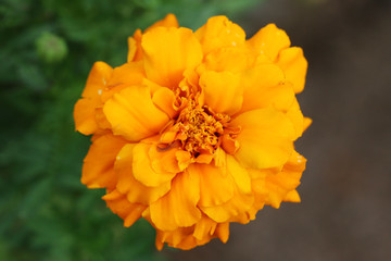 Marigold flower