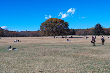 Showa Memorial Park 8