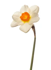 Photo sur Plexiglas Narcisse Tête de fleur de lys rose