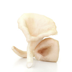 Oyster mushrooms on a white background