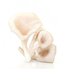 Oyster mushrooms on a white background