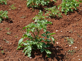 A potato plant om the red earth of an allotment garden on the Island Olib in the Adriatic sea of Croatia