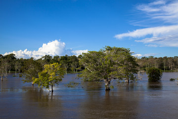 Naklejka premium 水没林とアマゾン川