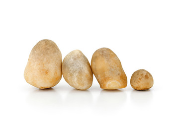 Volvariella volvacea, Straw Mushroom on white background