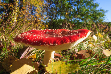 Fly agaric mushroom