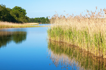 River with reeds
