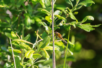Yellow dragonfly sitting on a straw