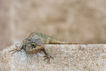 The tree lizard disguises on the brown rock