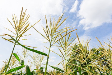 Corn flowering stage in field and blue sky.