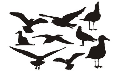 Naklejka premium Seagull silhouette set isolated on white background vector
