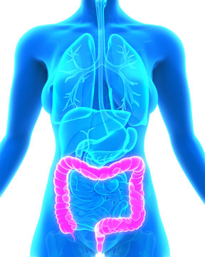 Human Colon Anatomy