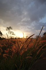 Mixed grass with sunset backgroud