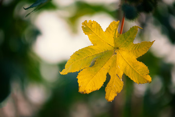 Close up of a beautiful yellow leaf with blurred background.