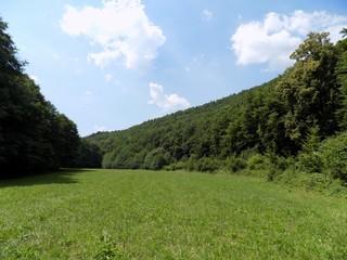 Meadow, forest and sky