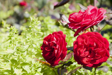 Flower Collection 1 - 15