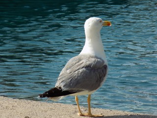 Seagull