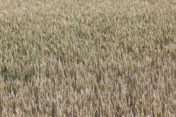 wheat field