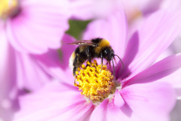 Flower Collection 1 - 15