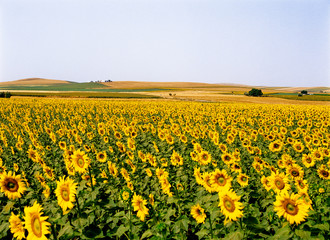アンダルシア地方のひまわり畑