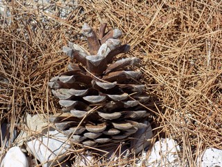 Tree cone