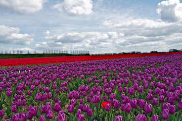 Beautiful tulips field in Holland, Netherlands
