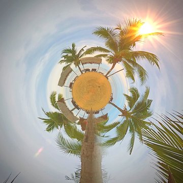 coconut tree on beach