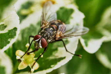 Gray fly