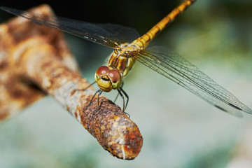 Portrait of a dragonfly