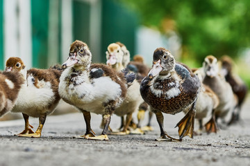 Duck brood