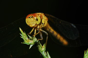 Portrait of a dragonfly