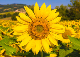 Fototapeta premium Macro di un girasole gigante