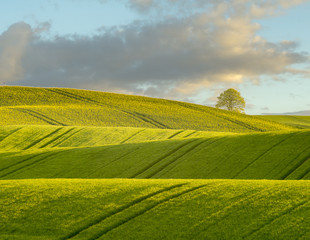 wiosenne fale z młodego zboża  © Mike Mareen