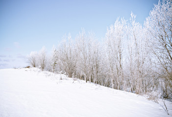 Winter landscape. frozen trees.