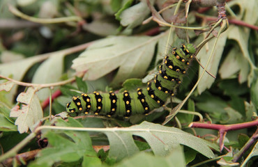 The Green Caterpillar of an Emperor Moth.